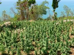 Ganja In Dancehall & Clubs